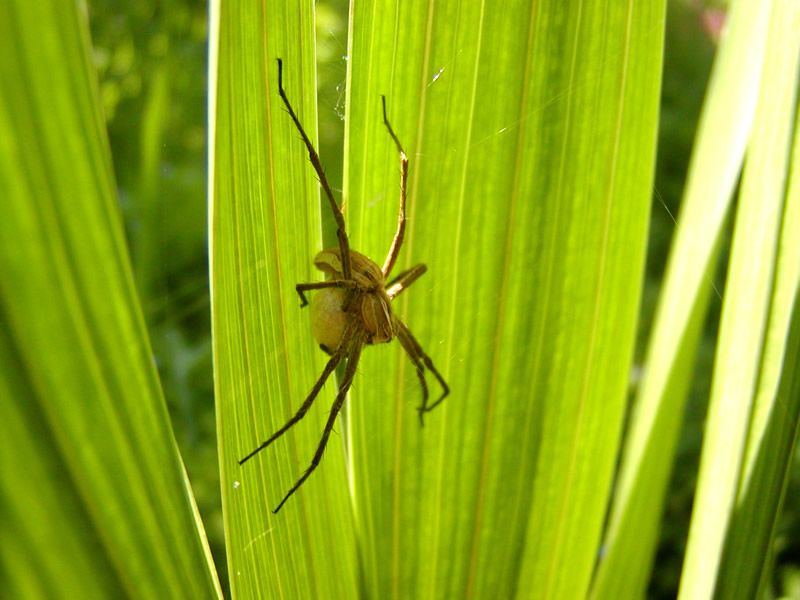 Pisaura sp.